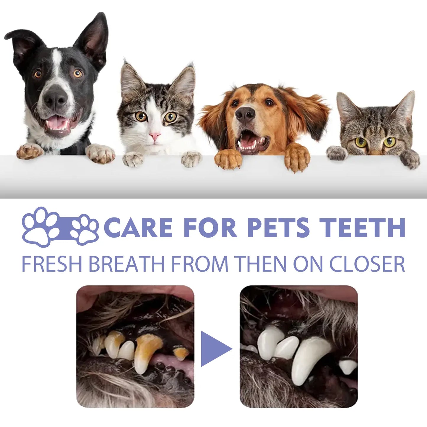 Qilyno™ 🍃No-Brushing Oral Care Spray for Dogs & Cats